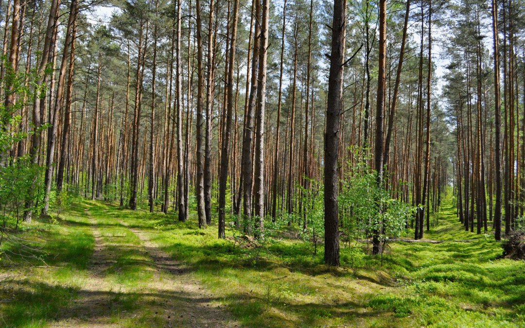 Låt skogen bli lösningen istället för slagträ